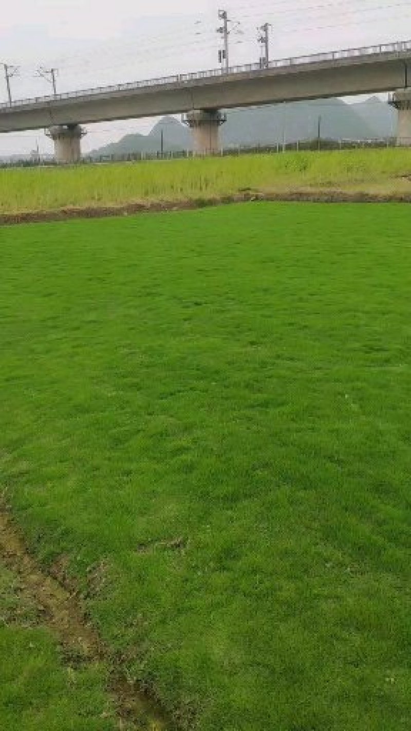 【草坪卷】贵安新区马尼拉草坪种植，基地转让，价格合理