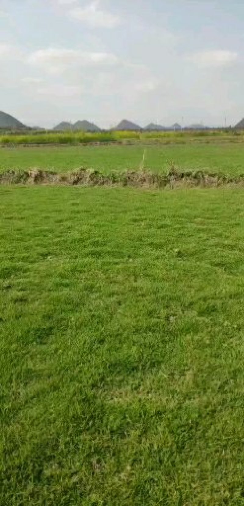【草坪卷】贵安新区马尼拉草坪种植，基地转让，价格合理