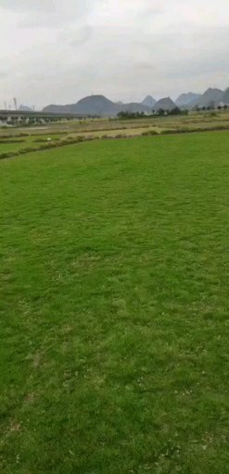 【草坪卷】贵安新区马尼拉草坪种植，基地转让，价格合理