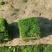 【草坪卷】贵安新区马尼拉草坪种植，基地转让，价格合理
