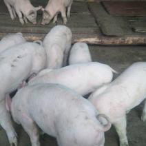 农户自家养殖抵抗力强，都是跟着母猪吃料