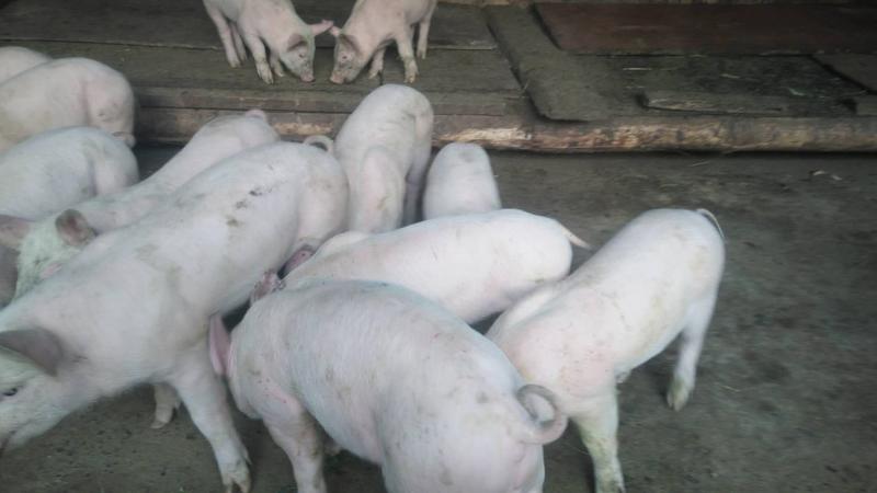 农户自家养殖抵抗力强，都是跟着母猪吃料