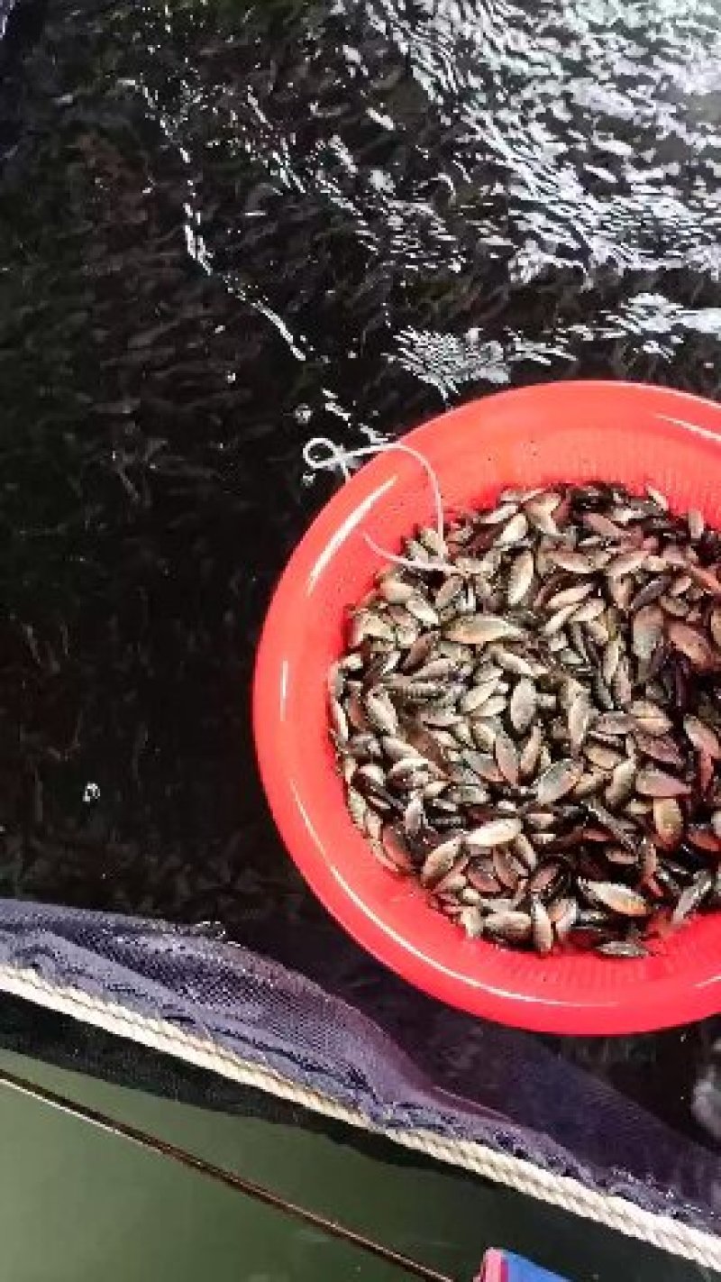罗非鱼苗，青罗非，宝路吉富罗非苗海南一号粤海一号