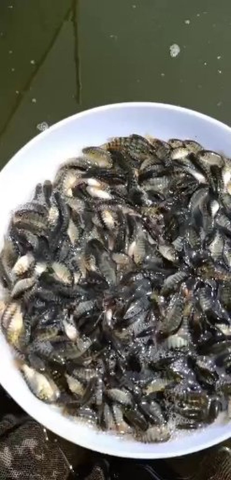罗非鱼苗，青罗非，宝路吉富罗非苗海南一号粤海一号