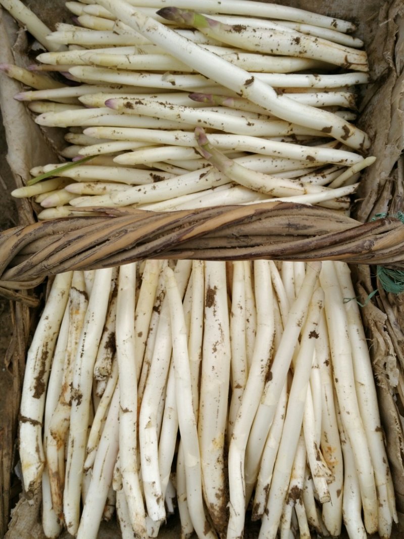 白芦笋批发