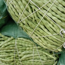 大青豆，架豆王，四季豆