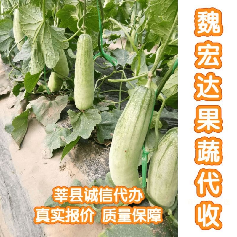 羊角蜜果型正口感好甜度高电商一件代发超市专供