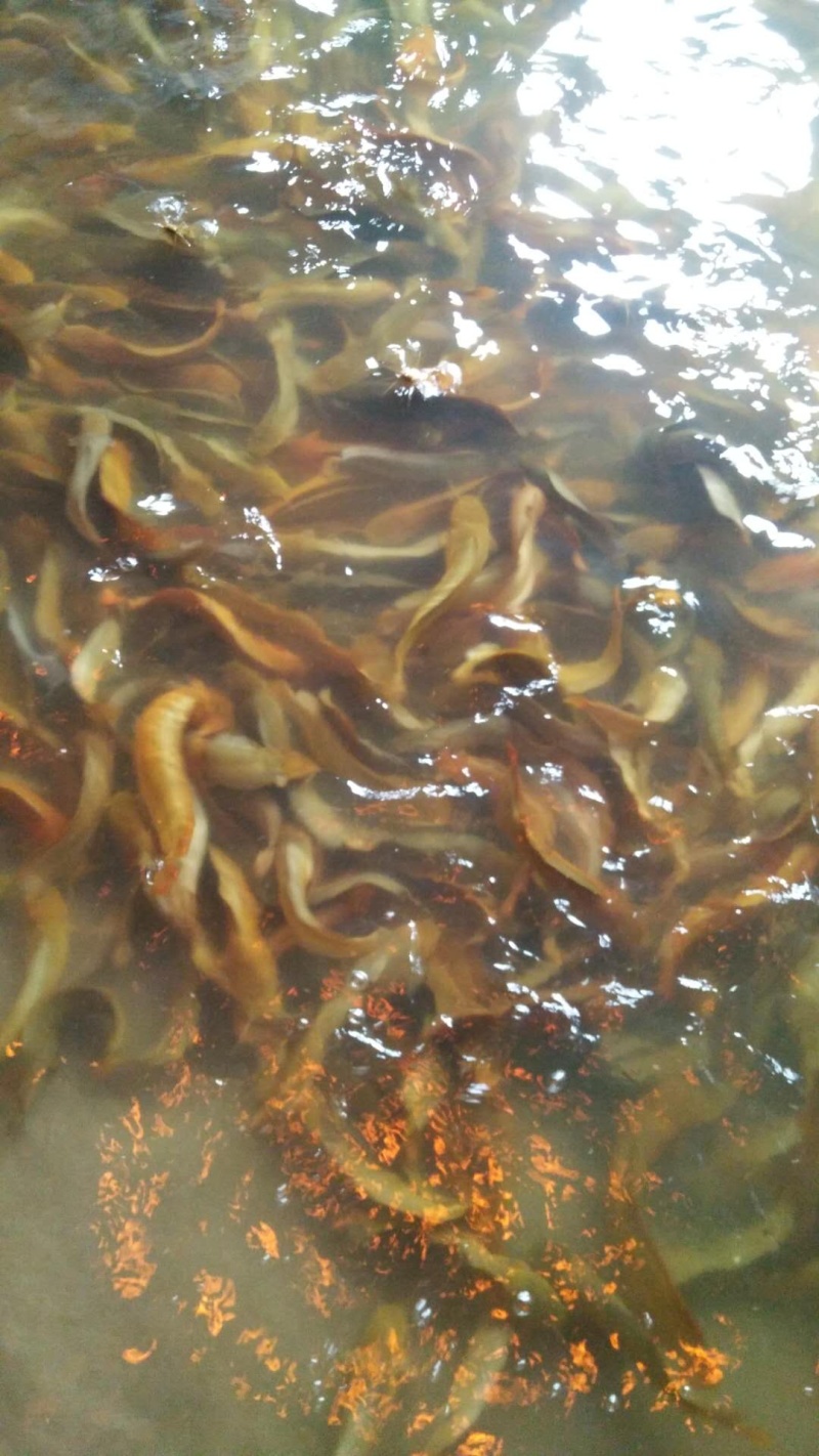 塘鲺鱼成品大小都有随时可看