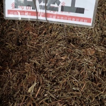 田基黄，广西田基黄统货，选货扎把货均有货供