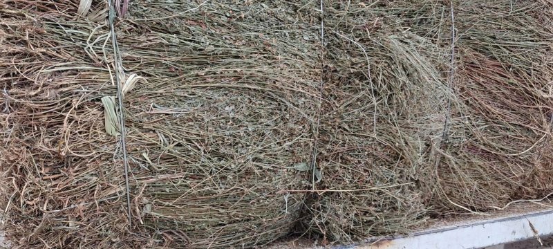 田基黄，广西田基黄统货，选货扎把货均有货供