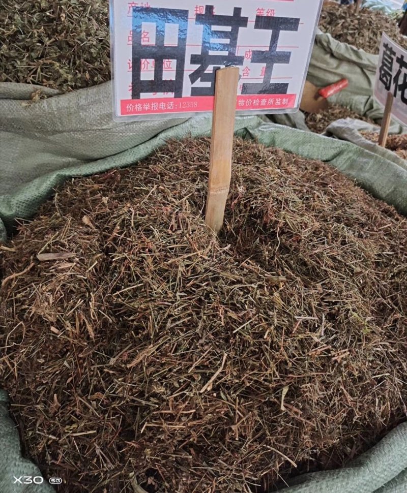 田基黄，广西田基黄统货，选货扎把货均有货供