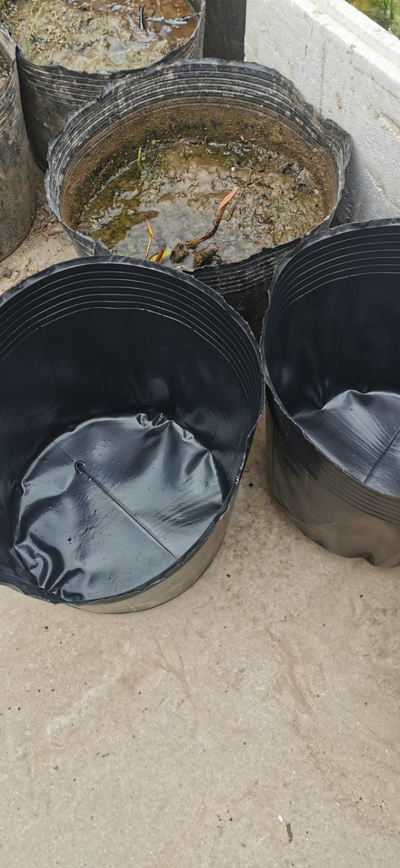 荷花盆盆栽荷花盆荷花专用盆