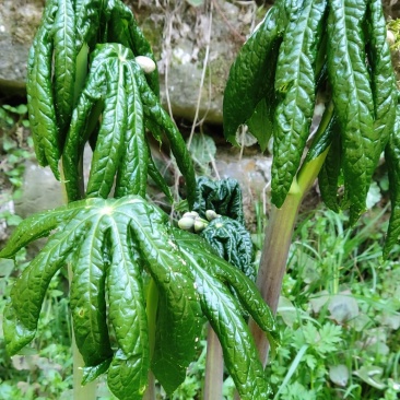 八角莲，山荷叶，金魁莲，旱八角莲种块种子植物花卉可