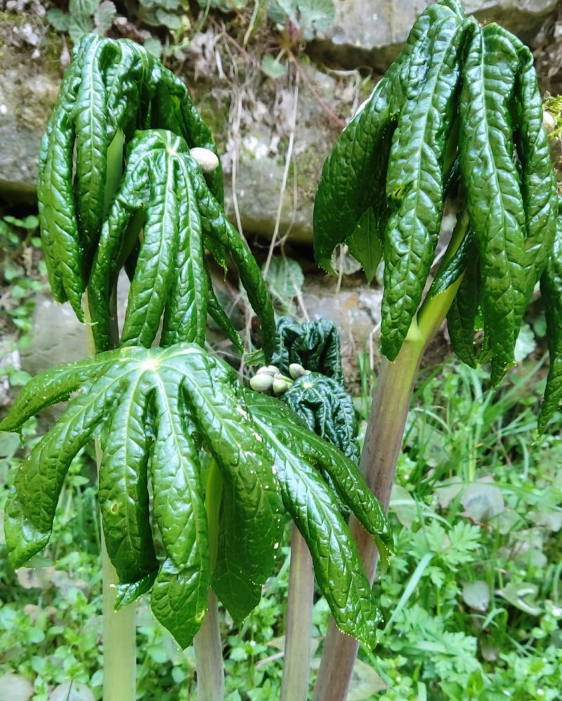 八角莲，山荷叶，金魁莲，旱八角莲种块种子植物花卉可