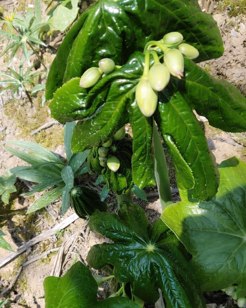 八角莲，山荷叶，金魁莲，旱八角莲种块种子植物花卉可