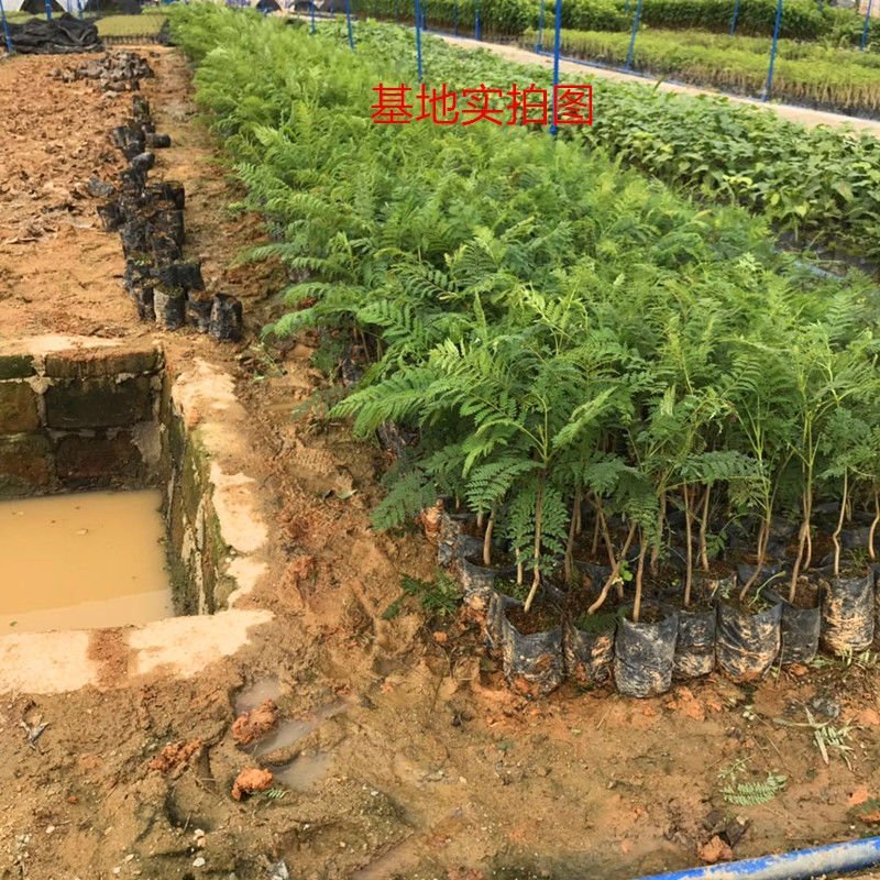蓝花楹树苗树苗珍贵凤凰木红花楹庭院植物风景树