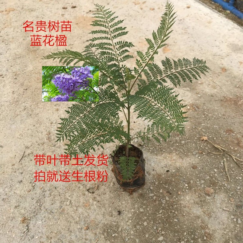 蓝花楹树苗树苗珍贵凤凰木红花楹庭院植物风景树