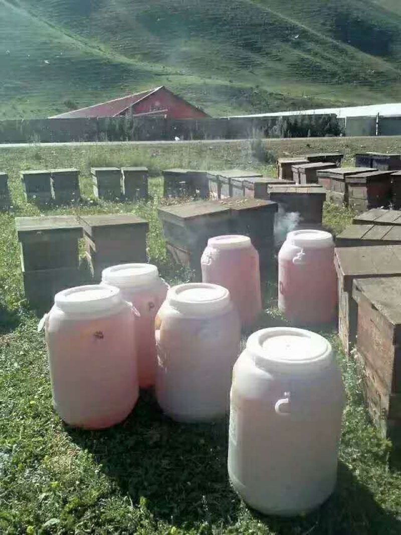 我们尼勒克唐布拉草原是黑锋原产地，是蜂蜜之乡，环境优美。