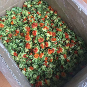 红花果精品成朵红花朵红花果,特级养生花
