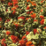 红花果精品成朵红花朵红花果,特级养生花
