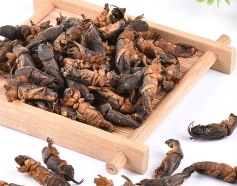 蝼蛄,道地药材，质优价实，品质保证，药典标准一公斤起批