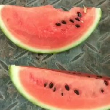 宁夏沙漠小西瓜