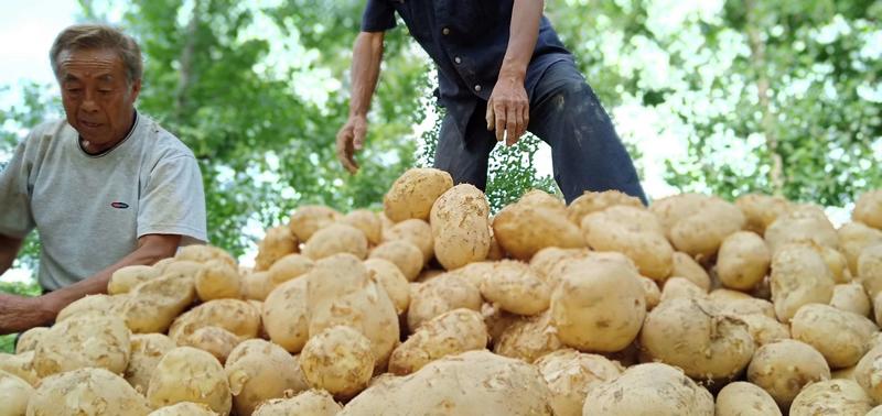 新沃土土豆：三两起装，日可供40吨地头直销全国发货：现货