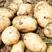 新沃土土豆：三两起装，日可供40吨地头直销全国发货：现货