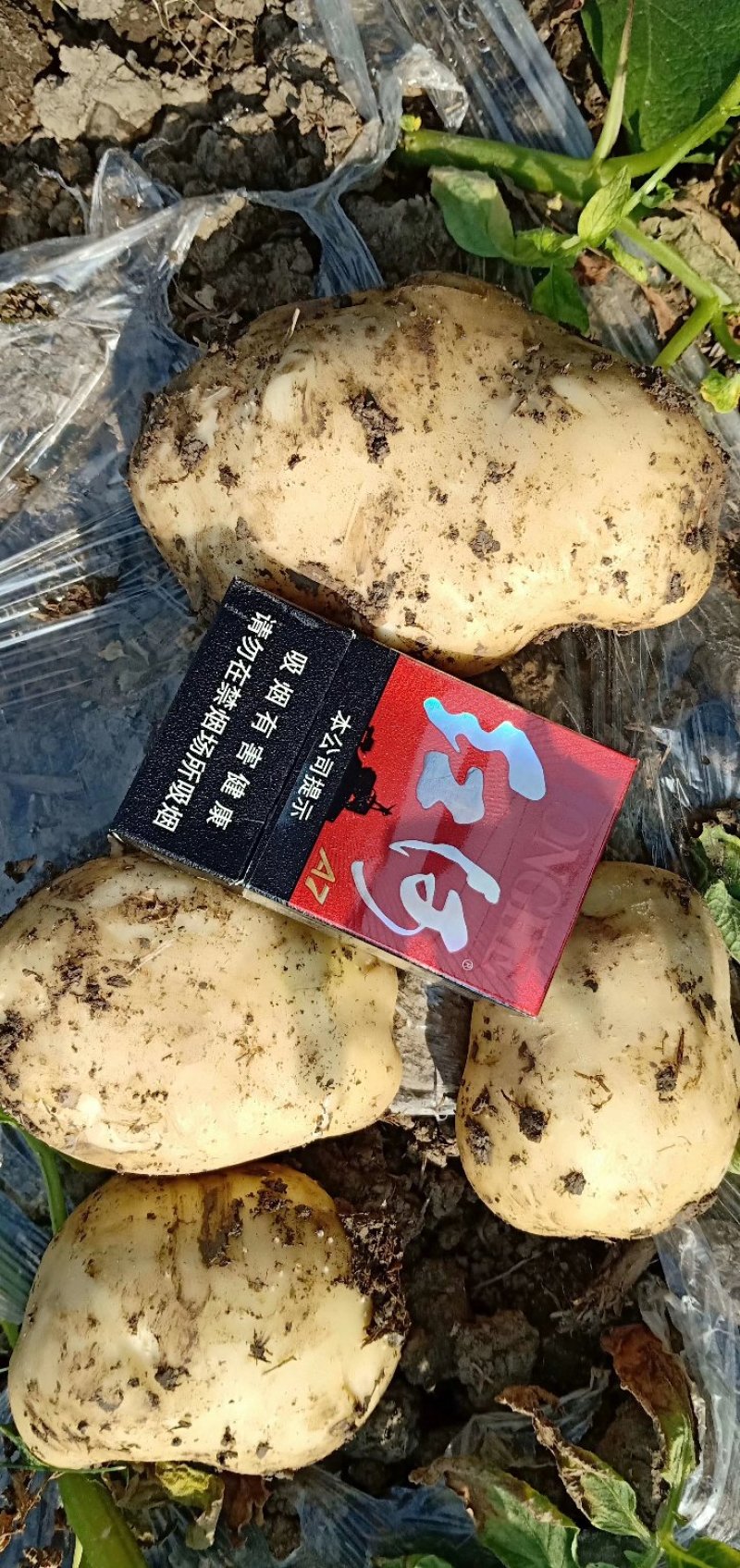新沃土土豆：三两起装，日可供40吨地头直销全国发货：现货