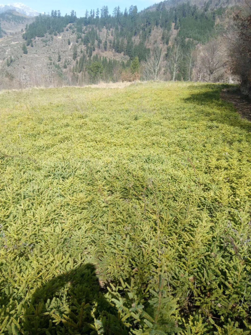 油松树苗