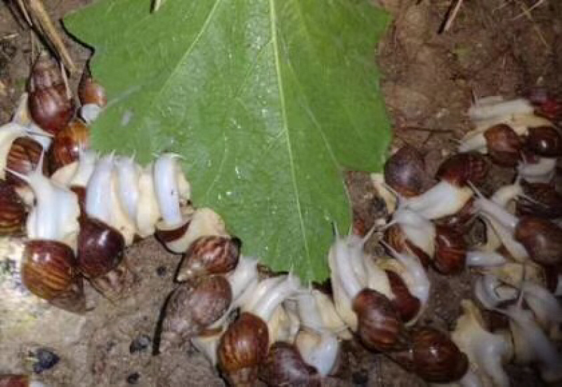 （热销）白玉蜗牛种批发养殖包回收包技术全国发货质量保证