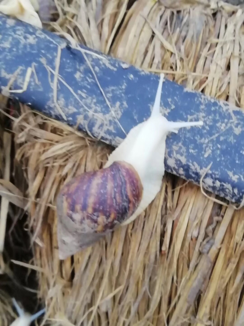 （热销）白玉蜗牛种批发养殖包回收包技术全国发货质量保证