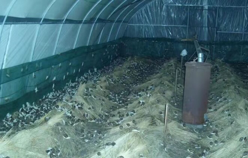 （热销）白玉蜗牛种批发养殖包回收包技术全国发货质量保证