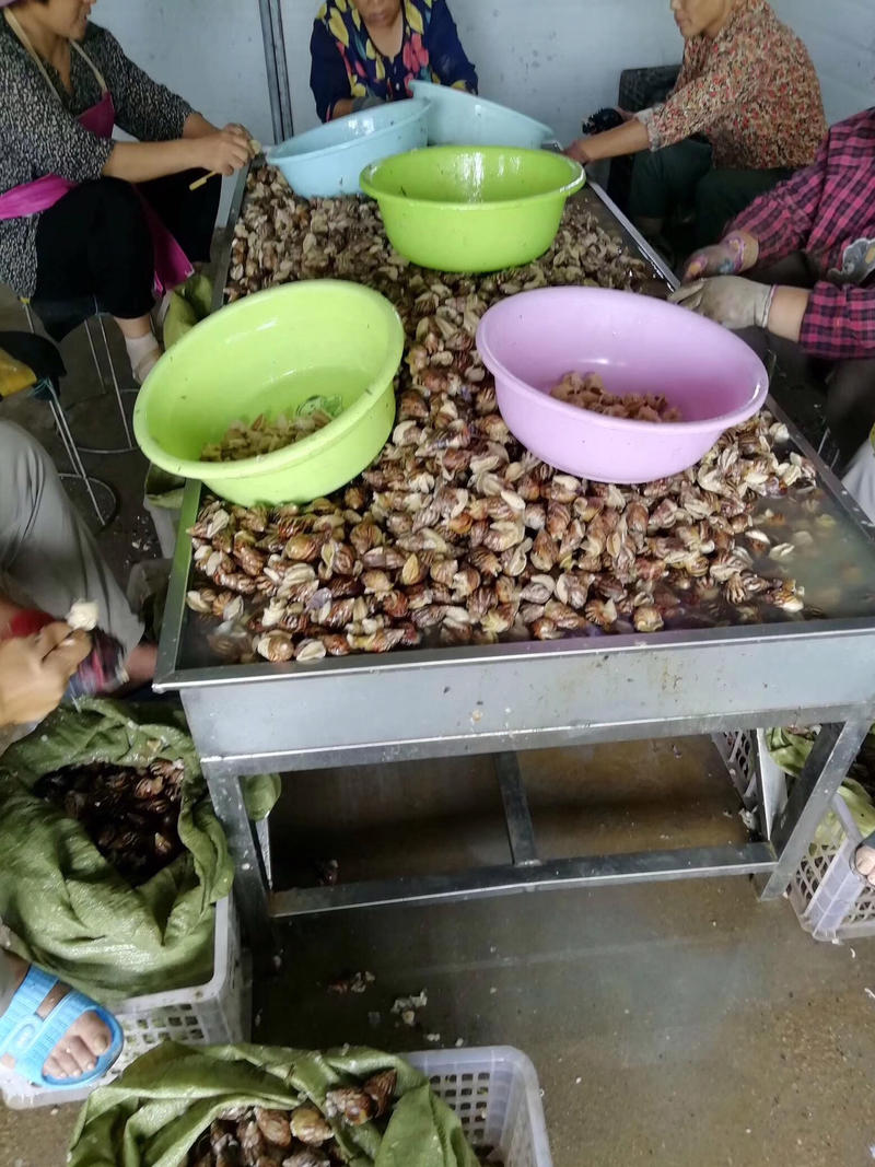 （热销）白玉蜗牛种批发养殖包回收包技术全国发货质量保证