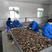 （热销）白玉蜗牛品质保证正品质量保证价格便宜包技术包回收