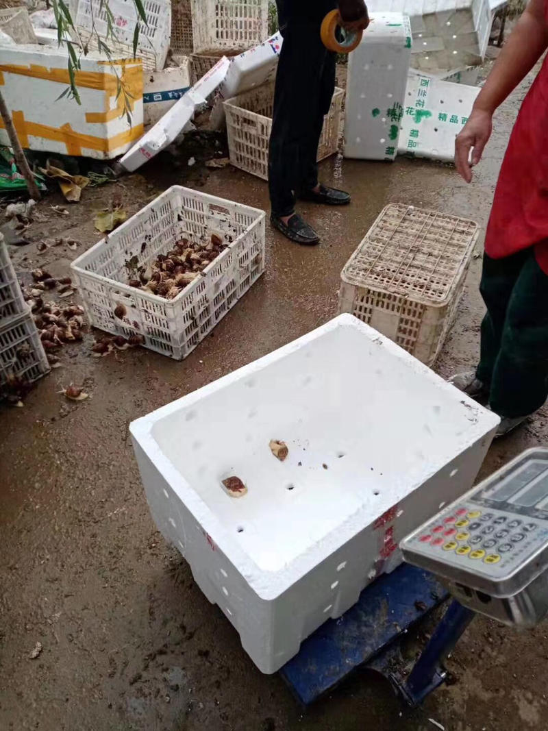 （热销）白玉蜗牛品质保证正品质量保证价格便宜包技术包回收