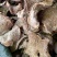 罗锅底，道地药材，质优价实，品质保证，药典标准一公斤起批