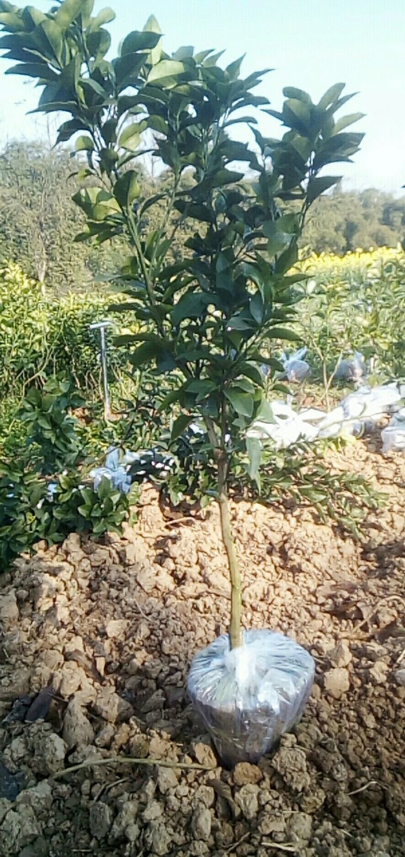 各种柑橘苗品种齐全成都资阳眉山重庆广西贵州等区域