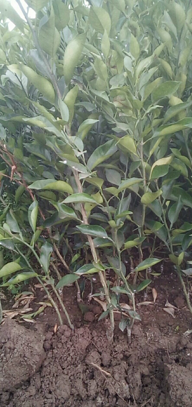 各种柑橘苗品种齐全成都资阳眉山重庆广西贵州等区域