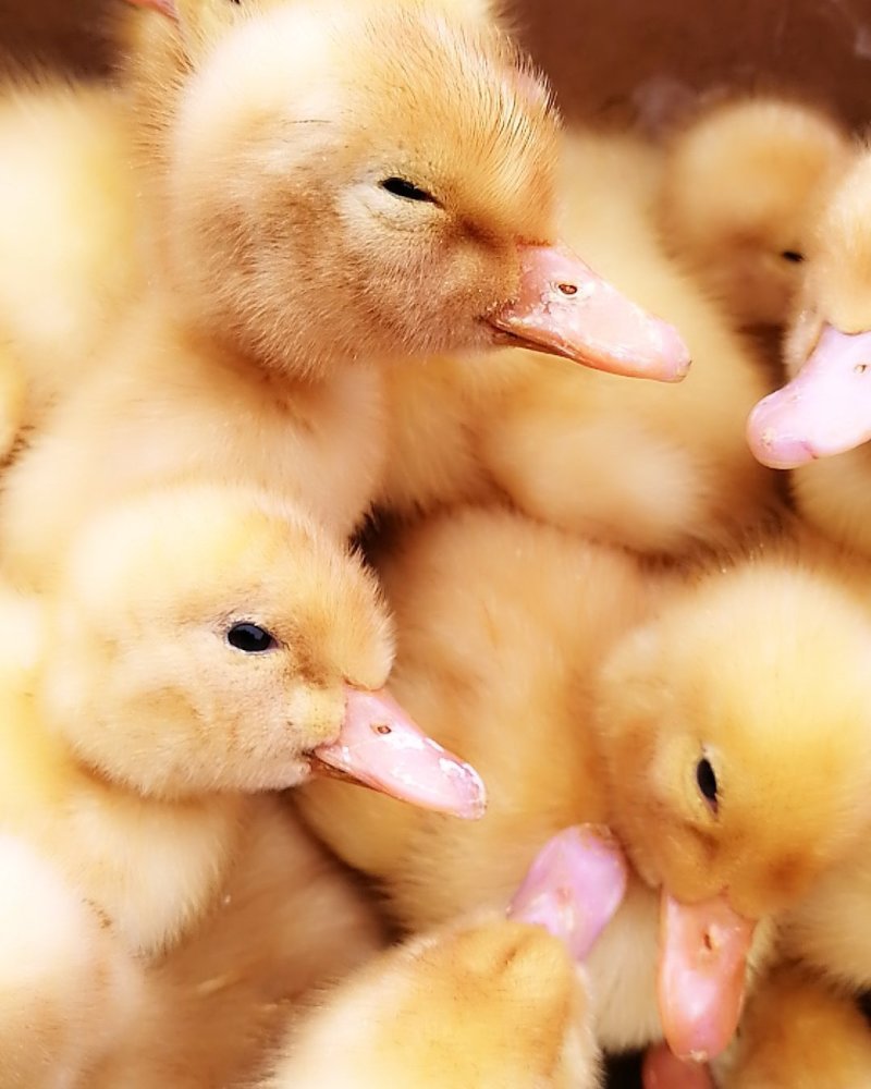 鸡苗，鸭苗