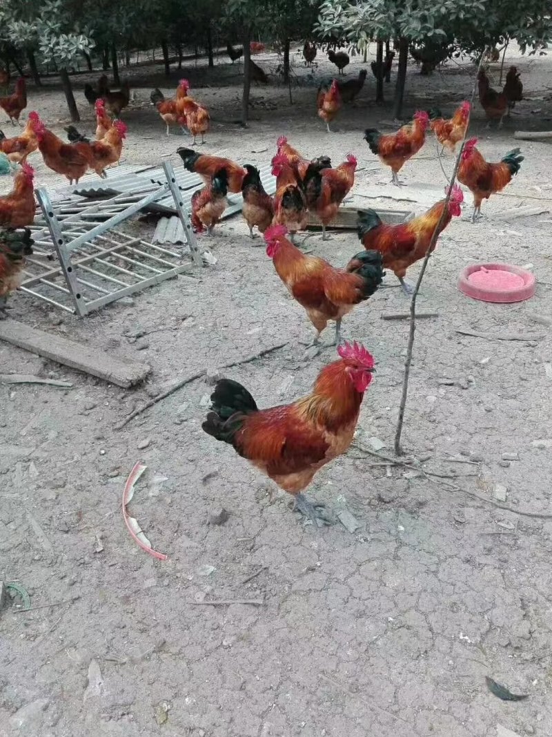 土鸡苗