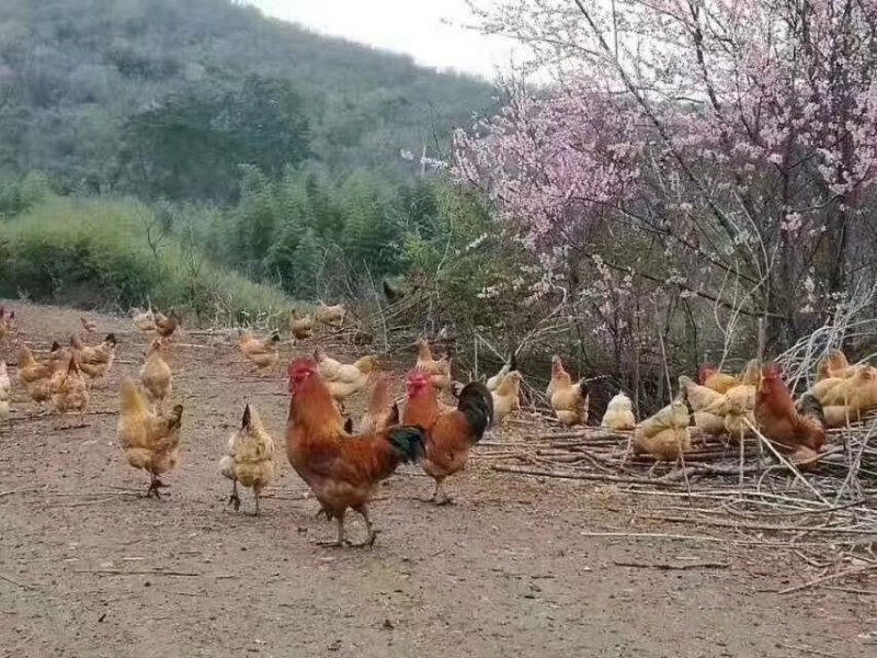 土鸡苗