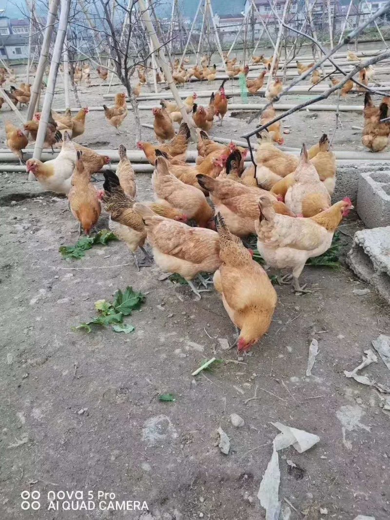 土鸡苗