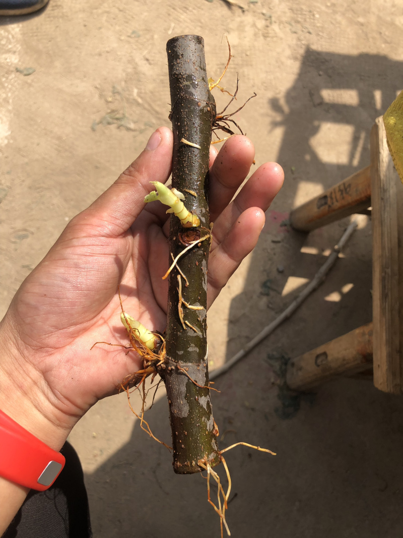 玻姬红无花果枝条。带芽，果树。土球盆栽。现剪现发。成活率