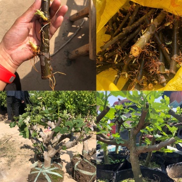 玻姬红无花果枝条。带芽，果树。土球盆栽。现剪现发。成活率