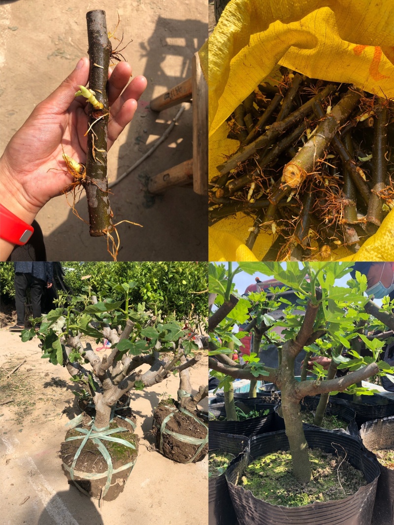 玻姬红无花果枝条。带芽，果树。土球盆栽。现剪现发。成活率