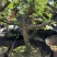 玻姬红无花果枝条。带芽，果树。土球盆栽。现剪现发。成活率