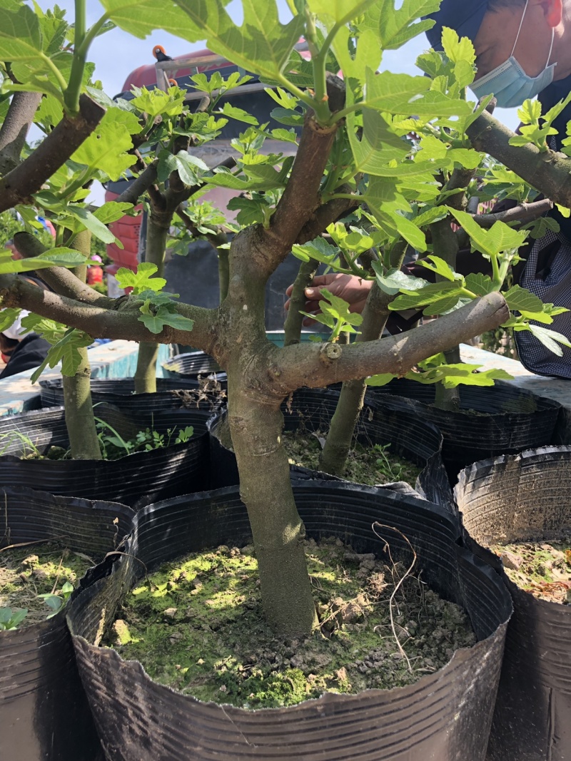玻姬红无花果枝条。带芽，果树。土球盆栽。现剪现发。成活率