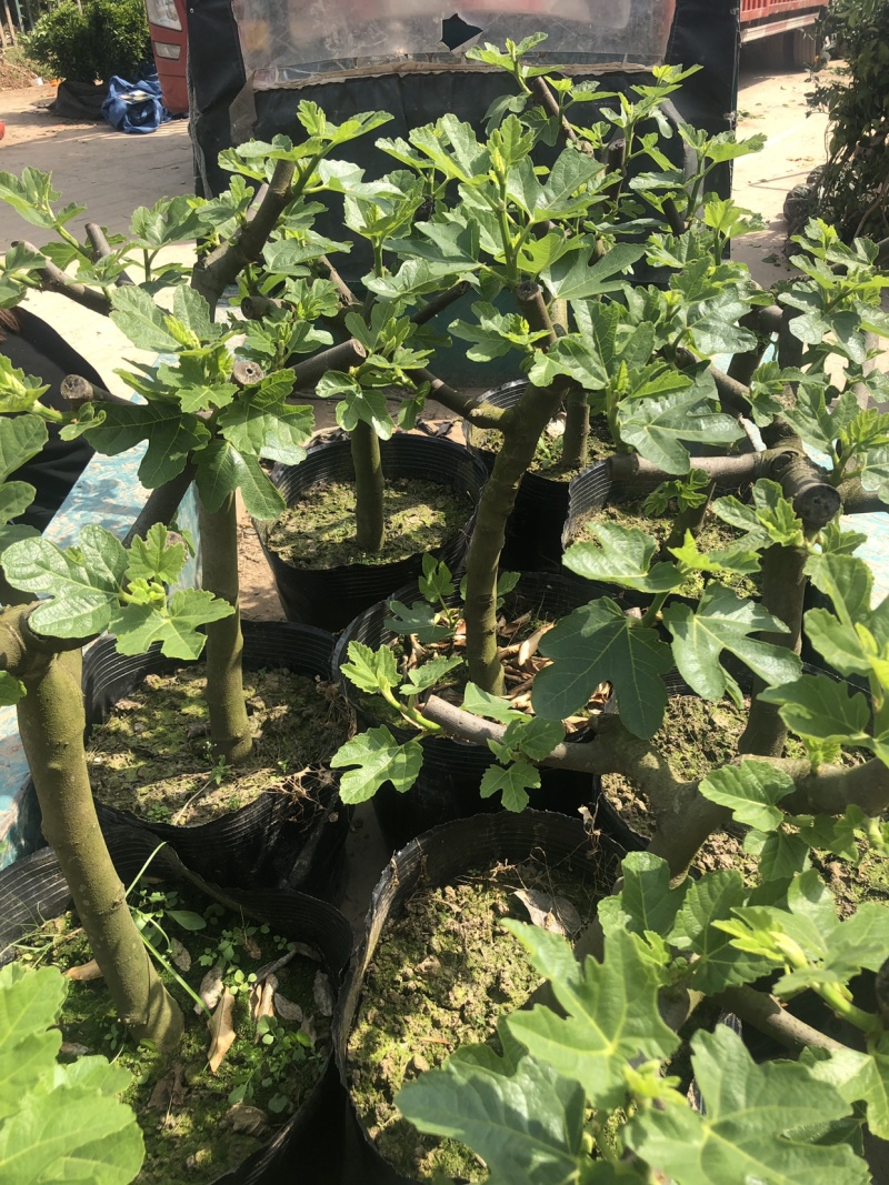 玻姬红无花果枝条。带芽，果树。土球盆栽。现剪现发。成活率