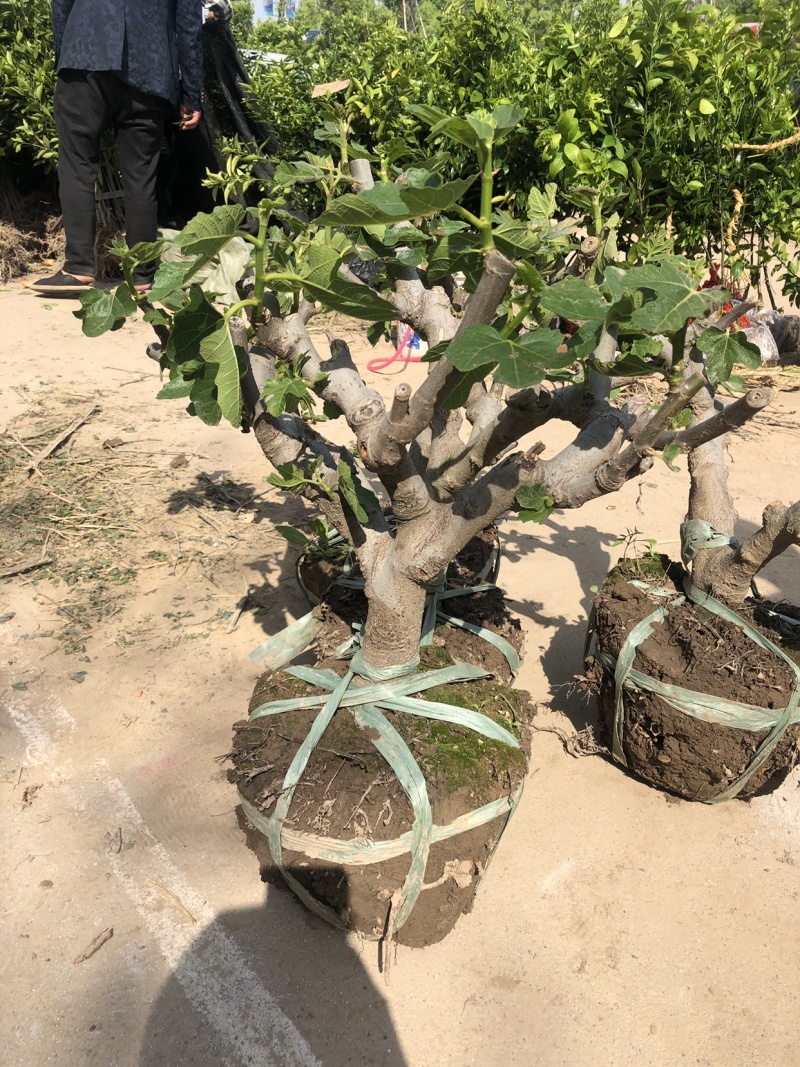 玻姬红无花果枝条。带芽，果树。土球盆栽。现剪现发。成活率